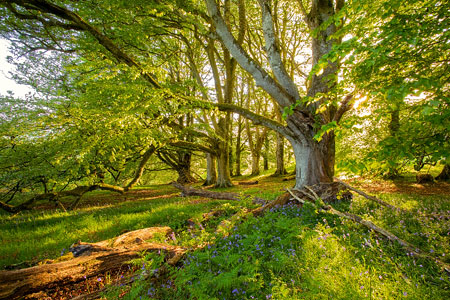 Beautiful light shining on an avenue of beech trees